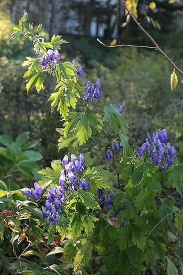 e0209997_231023.jpg
