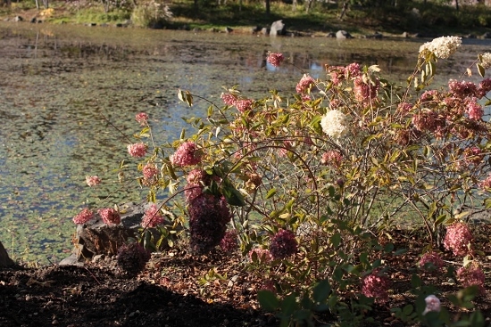 e0209997_231451.jpg