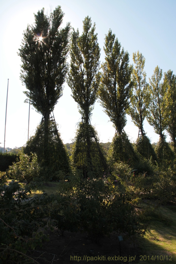 d0166303_159882.jpg