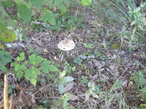 e0033013_10425674.jpg