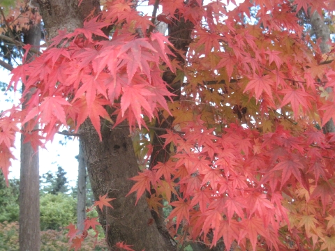 e0033013_1101489.jpg