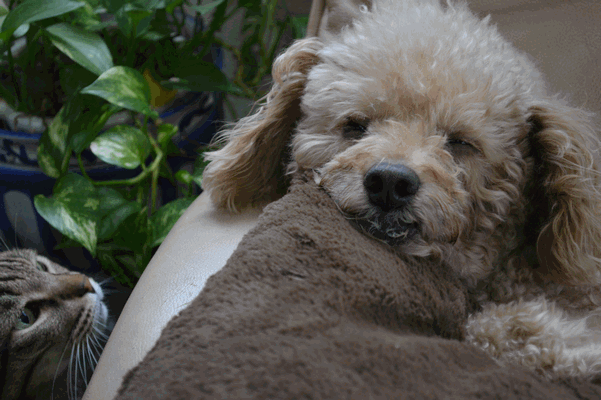 c0136736_18301669.gif