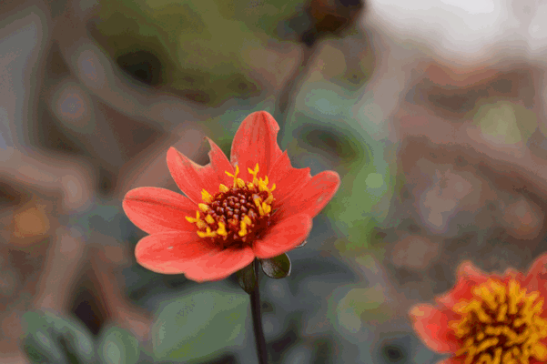 c0136736_1833328.gif