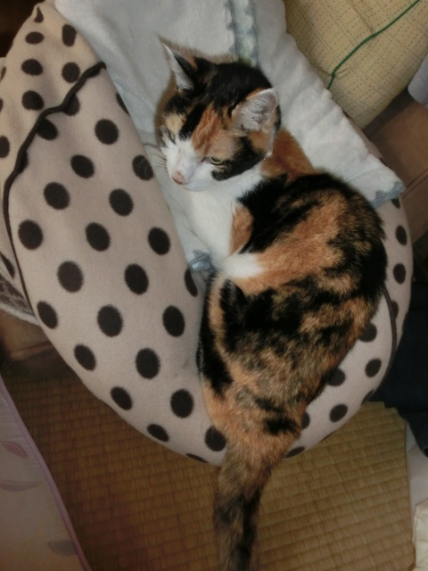 c0194042_16352693.jpg
