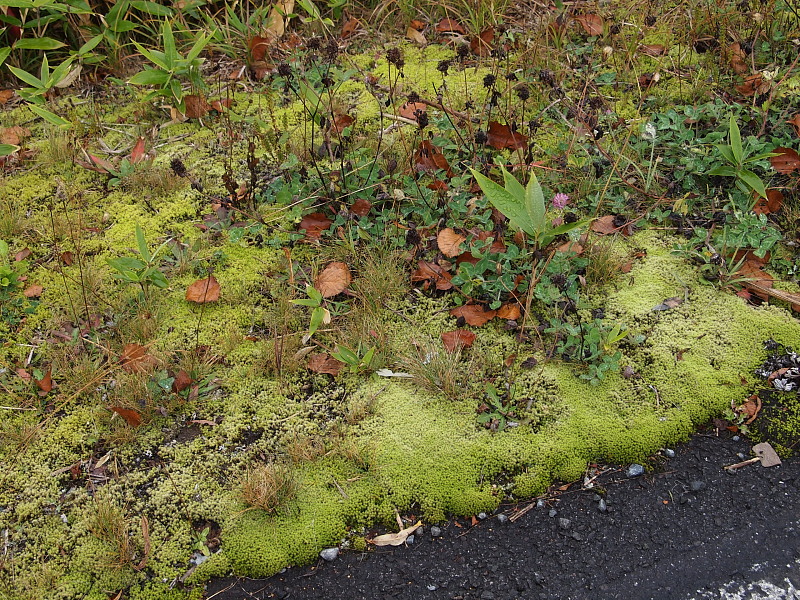a0106043_132540.jpg