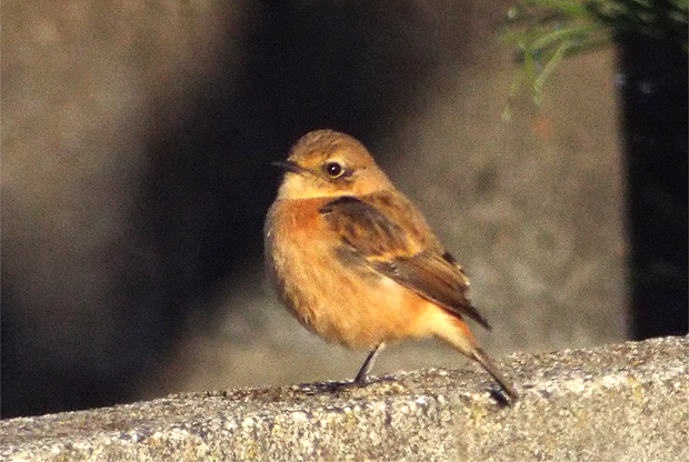 f0214649_631775.jpg