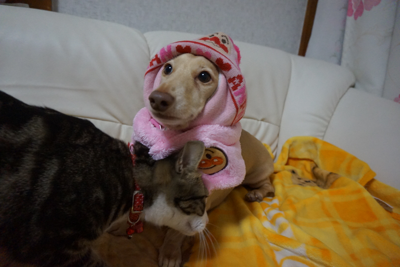 c0245751_20354402.jpeg