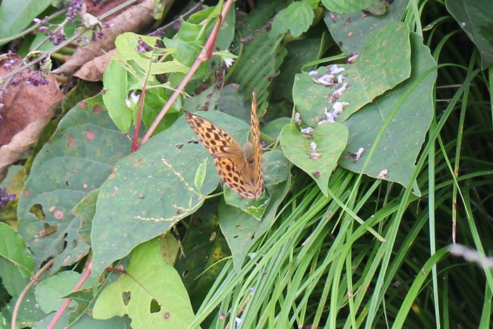 b0088772_21232310.jpg