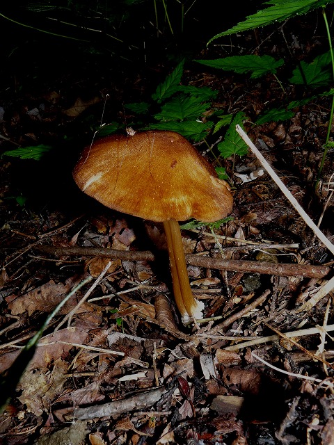 d0019074_8552255.jpg