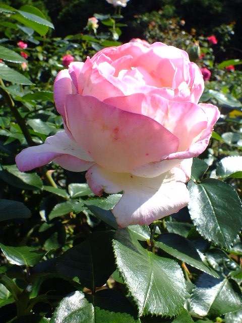 e0145782_4425861.jpg