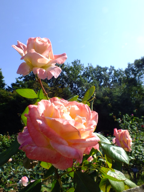 e0145782_4441879.jpg