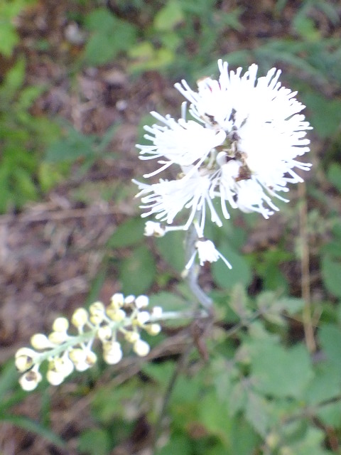 e0145782_4502152.jpg