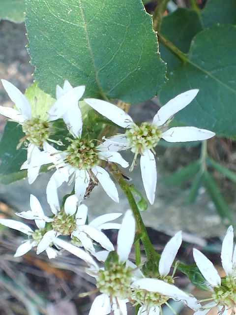 e0145782_4525873.jpg