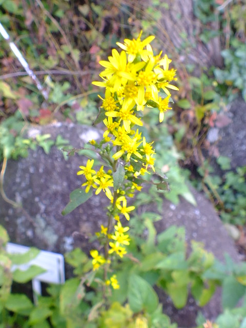 e0145782_4533594.jpg