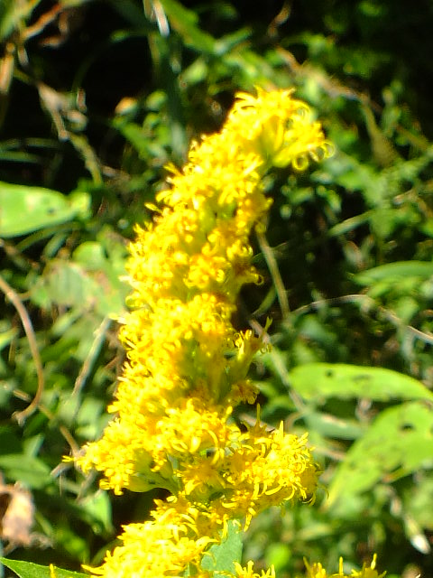 e0145782_4542095.jpg
