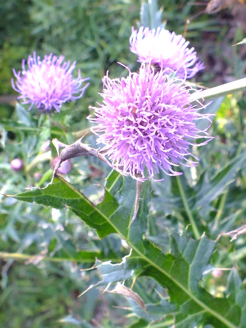 e0145782_4572244.jpg