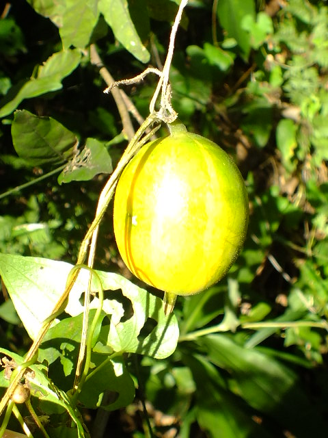 e0145782_5122236.jpg
