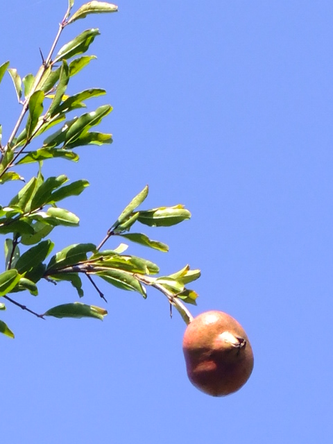 e0145782_5125516.jpg