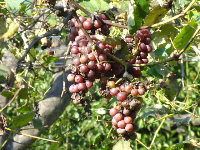 e0145782_5142375.jpg