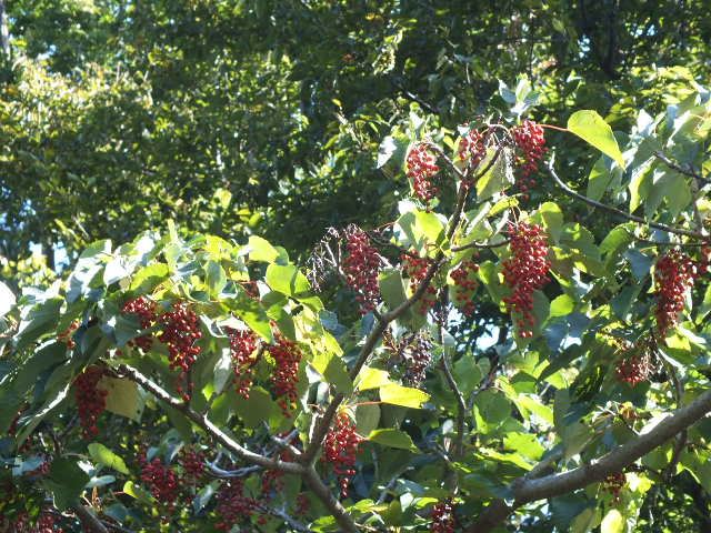 e0145782_515046.jpg