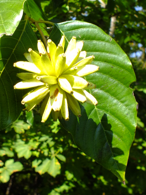 e0145782_5154791.jpg