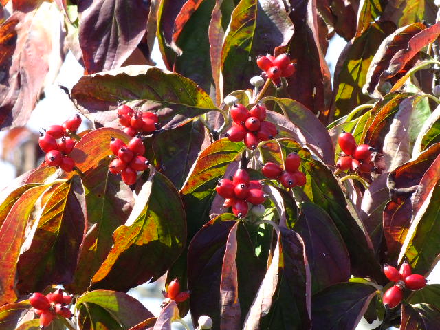 e0145782_5182457.jpg