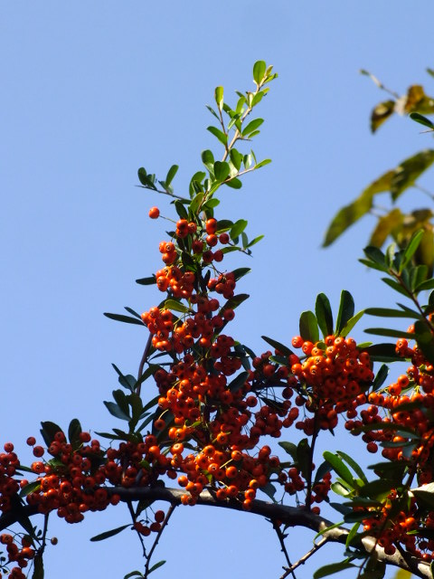 e0145782_5191012.jpg