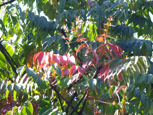 e0145782_5221578.jpg