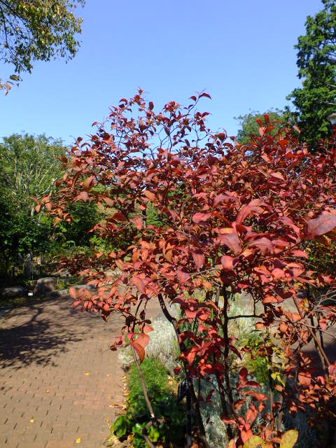 e0145782_523342.jpg