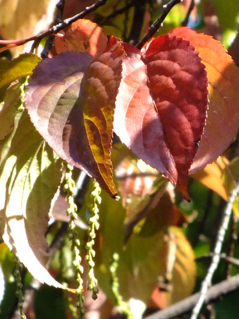 e0145782_5263037.jpg