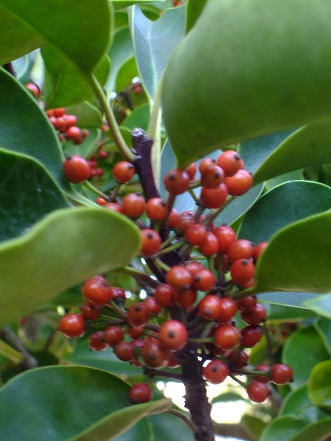 e0145782_56520.jpg