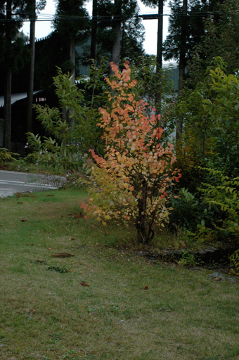 a0061599_811384.jpg
