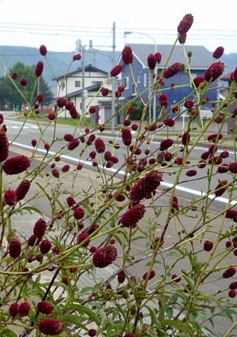 a0214206_14000947.jpg