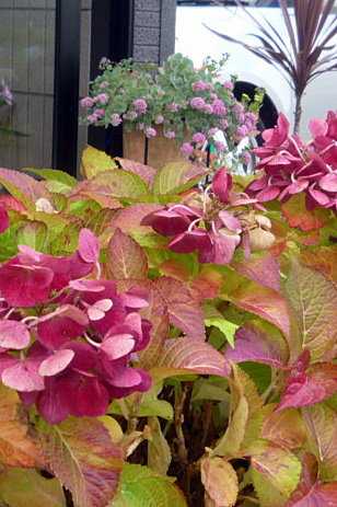 a0214206_14035360.jpg