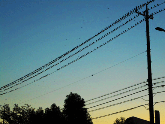 c0146127_1647463.gif