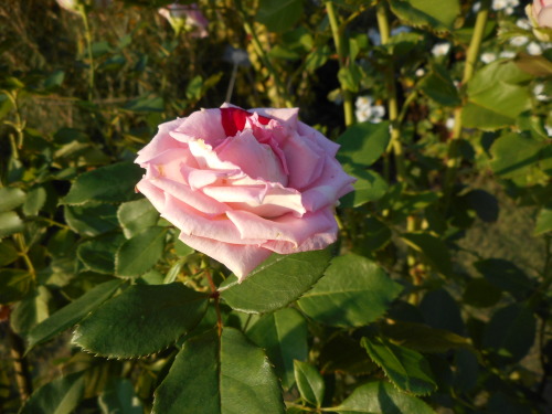 c0336266_08492681.jpg