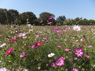 e0039787_085774.jpg