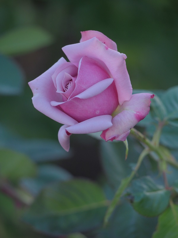 d0001008_2063686.jpg