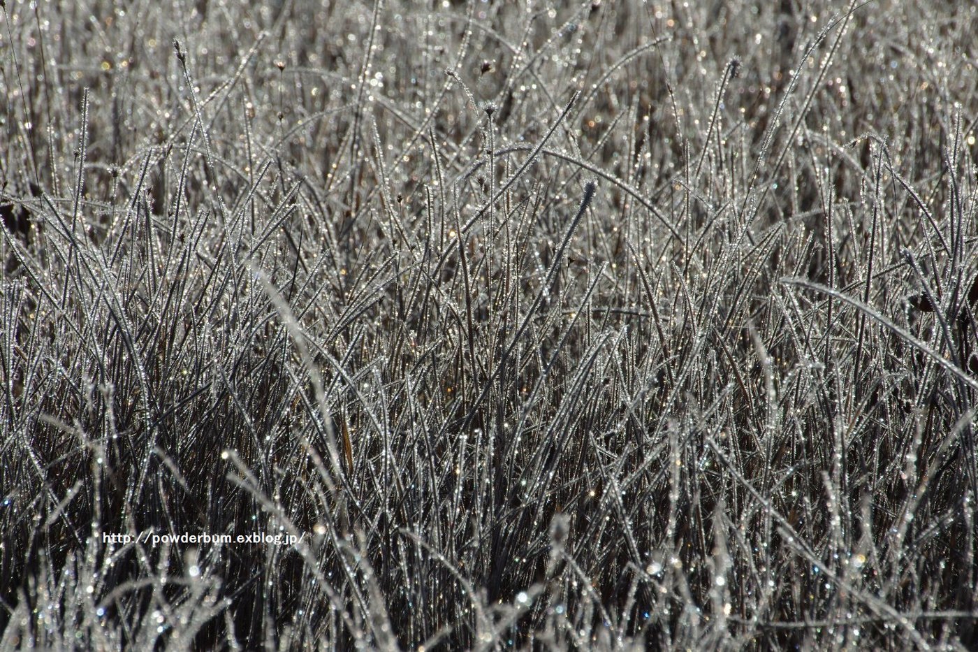 b0062024_20161165.jpg