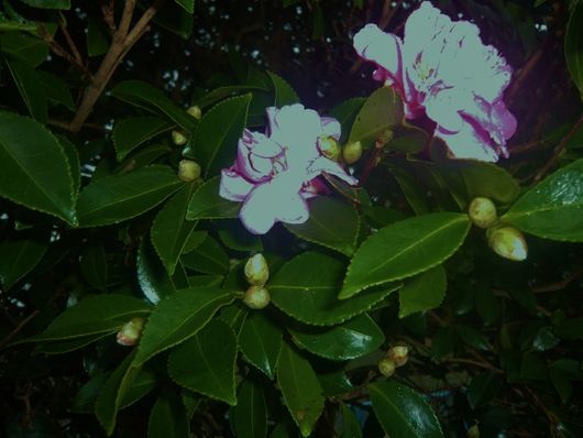 a0206332_9184820.jpg