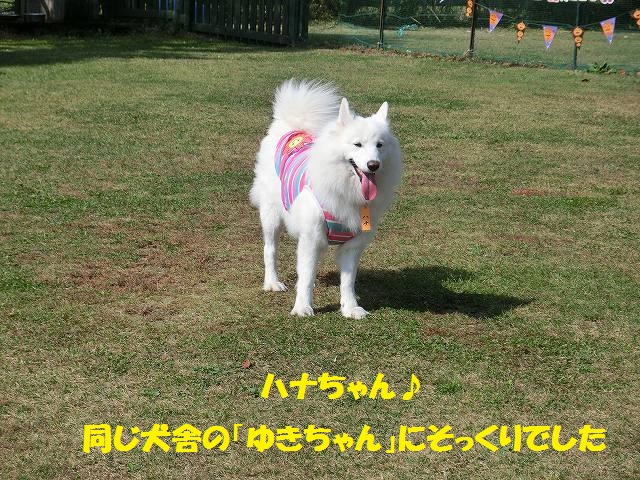 e0196135_10454339.jpg