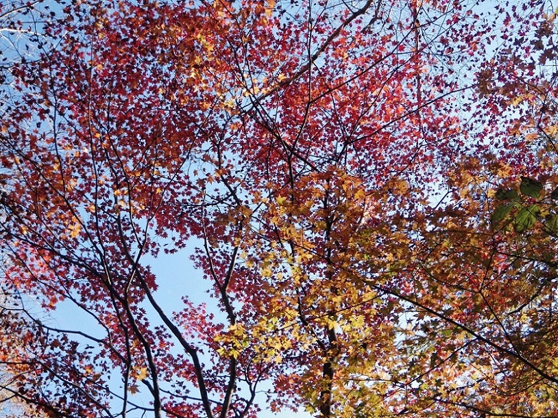 a0286351_12521045.jpg