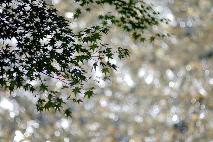 e0079696_9343296.jpg