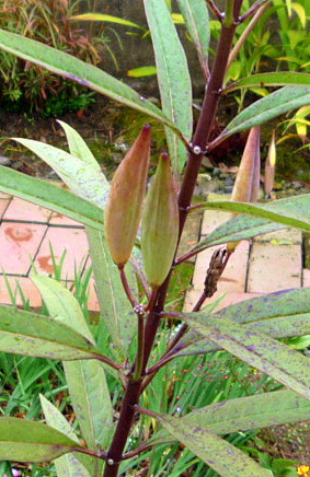 a0214206_00051371.jpg