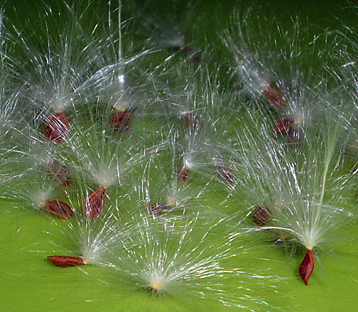 a0214206_00170714.jpg