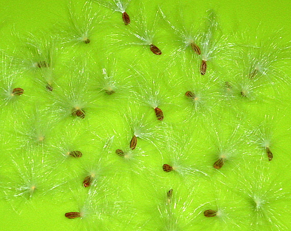 a0214206_00171873.jpg
