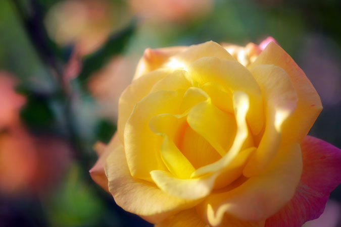 a0263109_12222742.jpg