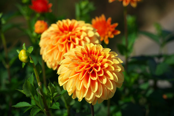a0263109_12261987.jpg