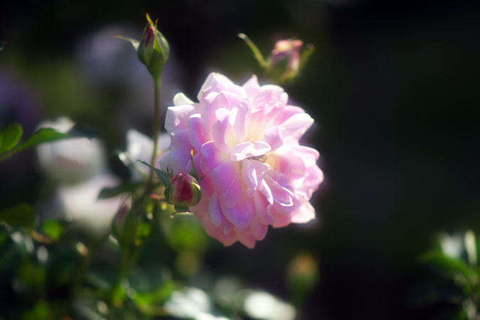 a0263109_12274441.jpg