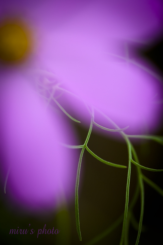 c0037519_23443925.jpg